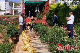 月季园开出“脱贫花”图片