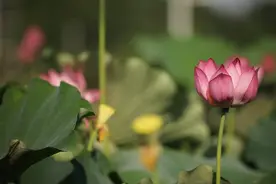 花开十里荷塘 送谈文溪一场夏日风光图片