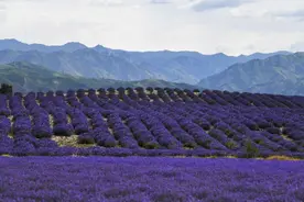 紫色的海！“塞外江南”霍城薰衣草花盛开了，媲美法国普罗旺斯图片