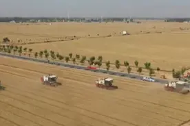 河南：麦收基本结束 优质小麦备受青睐视频封面