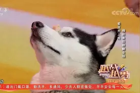 越战越勇：这是披着哈士奇皮的金毛吧？不仅不拆家还配合主人演出视频封面