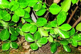 小区来了两只小刺猬？专家提醒，要与野生动物保持距离图片