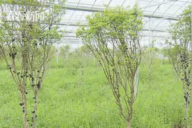 一年5次开花结果！长树上的“葡萄”你见过吗？图片