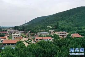 山坳小村杏果飘香图片