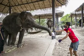 大象被迫归家，泰国的“大象旅游”或面临“新常态”图片