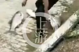 湖北宜昌：水库开闸泄洪，多人下河捞鱼被冲走已致1死1失踪图片