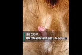 神奇！袋熊被车撞死后袋囊中伸出一只小手，营救人员：难以置信，它在向我招手图片