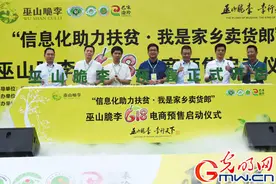 家乡卖货郎预售脆李忙 巫山脆李6·18电商预售正式启动图片