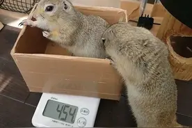 为了给各种动物幼崽称个体重，饲养员的头都快挠秃了图片