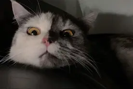 泰国猫咪因“阴阳脸”走红 半灰半白小肉脸超萌图片