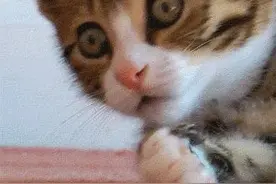 吓人！湖南女子打开洗衣机洗衣当场吓晕，里面有一条两米长蛇还产了一窝蛋图片