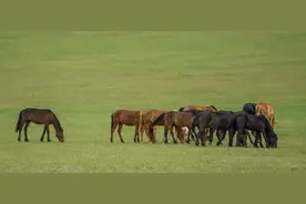 风吹草低见牛羊 初夏草原美如画图片