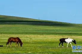 初夏草原美如画图片