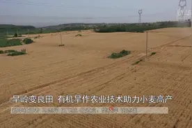旱岭变良田 有机旱作农业技术助力小麦高产视频封面