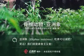 「生物多样性百科」脊椎动物·亚洲象：吃素可以减肥？笑话！我们就是素食主义者图片