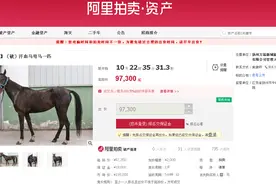 汗血宝马9.73万元起拍！江苏扬州将进行首例活体拍卖图片