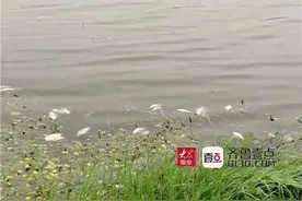 牟汶河死鱼后续来了：徂汶景区介入调查，网友回复亮了图片