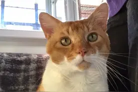 走失猫咪与解除隔离的主人团聚 差点被送去领养图片