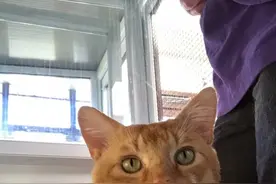 走失猫咪与解除隔离的主人团聚 差点被送去领养图片