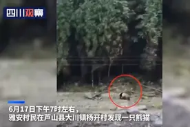 村民用四川话向熊猫打招呼，熊猫边走边扭头相望 网友：人手一只？图片