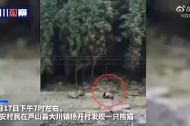 村民用四川话向熊猫打招呼，熊猫边走边扭头相望 网友：人手一只？图片