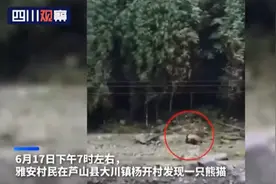 村民用四川话向遛弯大熊猫打招呼，大熊猫停下来与村民隔河相望图片