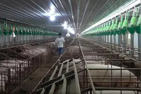 重庆：三峡库区生猪养殖生态化转型升级视频封面