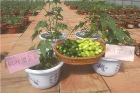 食用+观赏，请看准“枫叶型水果黄瓜”！图片