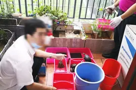 不是所有乌龟都可以买卖！图片