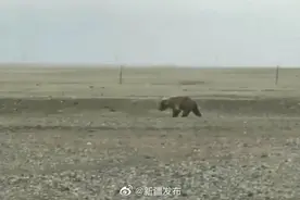 熊出没！新疆一牧民家中闯入棕熊图片