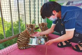 天水市人工繁育东北虎首次取得成功 动物园给两“虎妞”公开征集芳名图片