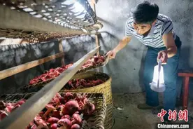 福建三明：绿色菌业助农增收图片