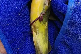 扫黄开局爽歪歪，奈何老天爷从中作梗，到家盘它图片