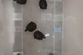 非法卖6只国家二级保护动物黄头侧颈龟，深圳一水族馆店主被刑拘图片
