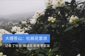 大理苍山：杜鹃花意浓视频封面