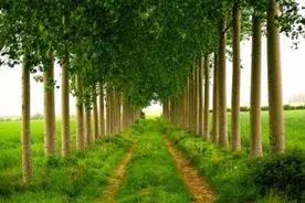 深情不及久伴，厚爱无需多言图片