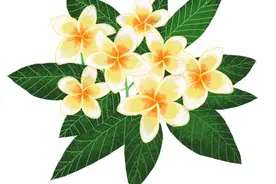 左旋：鸡蛋花的天真和神秘图片