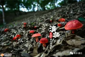 发财了！今年浦北红椎菌特别多，快来尝鲜啦！图片