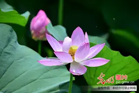 今日夏至：吃面祭祖庆丰收 赠扇凉食来避伏图片