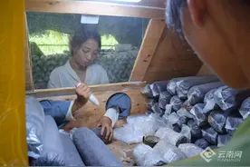 「生态扶贫看景东」王家村：一朵小香菌的产业畅想图片