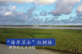 “海岸卫士”红树林视频封面