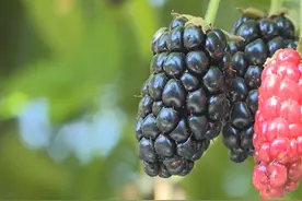 潍坊青州市：黑莓成熟 采摘欢乐多图片