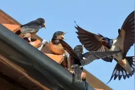 新知丨房檐上的小燕子为什么嘴能张那么大？图片