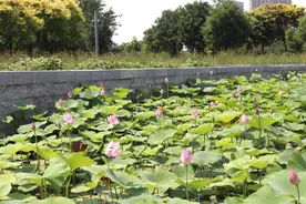 天博时节 | 夏至圆荷始散芳图片