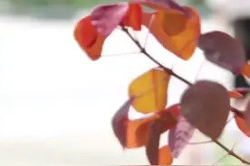 新青年｜三胞胎的硬核奶爸！用奶粉罐制“小火车”，引千万人围观图片