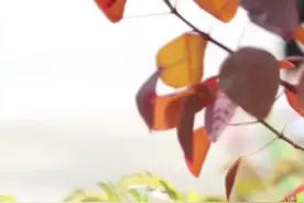 新青年｜三胞胎的硬核奶爸！用奶粉罐制“小火车”，引千万人围观图片