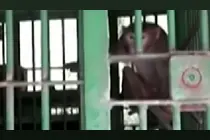 印度：“酒鬼”猴子伤250人被“终身监禁”图片