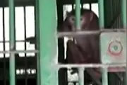 印度：“酒鬼”猴子伤250人被“终身监禁”图片