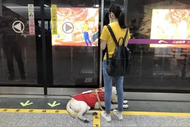 全川仅有3只的导盲犬如何工作？会自主判断出行障碍 非常温顺不会随地大小便图片