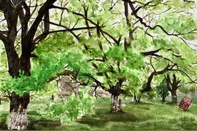 衢高毕业学子看过来，学弟学妹们画的校园十景，有没有让你忆当年图片